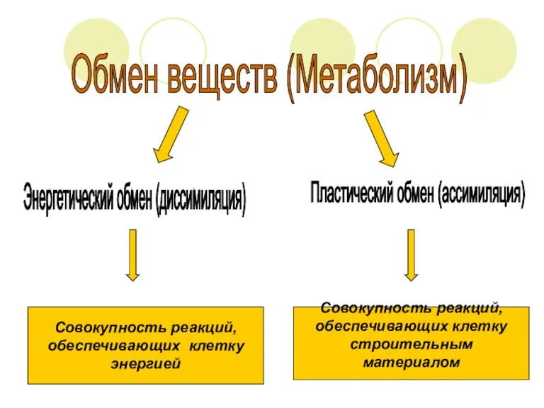 Обмен веществ (Метаболизм) Энергетический обмен (диссимиляция) Пластический обмен (ассимиляция) Совокупность реакций, обеспечивающих