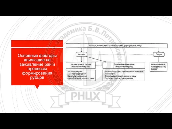 Основные факторы влияющие на заживление ран и процессы формирования рубцов