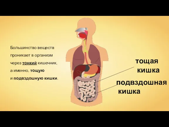 Большинство веществ проникает в организм через тонкий кишечник, а именно, тощую и подвздошную кишки.