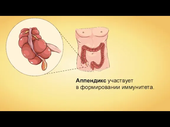 Аппендикс участвует в формировании иммунитета.