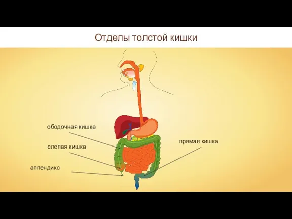 Отделы толстой кишки