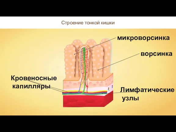 Строение тонкой кишки