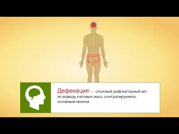 Дефекация —– сложный рефлекторный акт по выводу каловых масс, контролируемого головным мозгом.