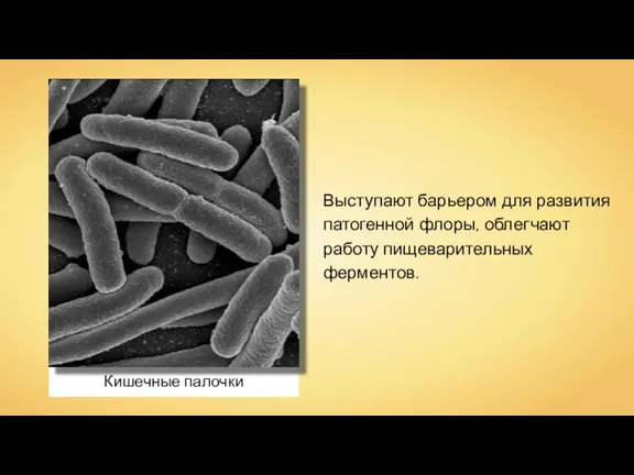 Кишечные палочки Выступают барьером для развития патогенной флоры, облегчают работу пищеварительных ферментов.