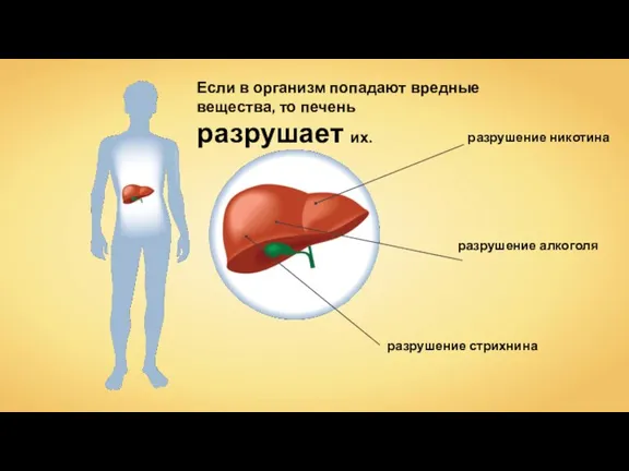 Если в организм попадают вредные вещества, то печень разрушает их.