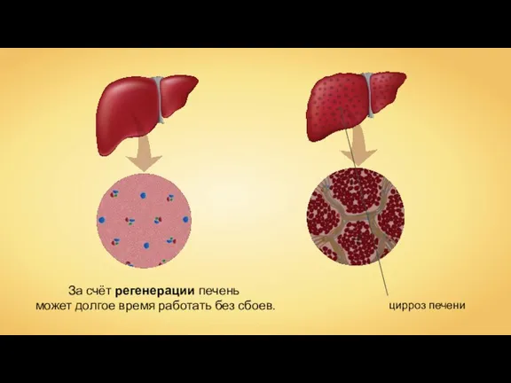 За счёт регенерации печень может долгое время работать без сбоев.