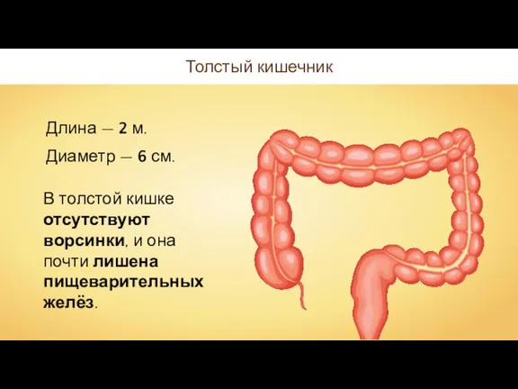 Толстый кишечник Длина — 2 м. Диаметр — 6 см. В толстой