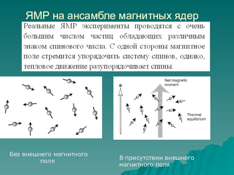 ЯМР на ансамбле магнитных ядер Без внешнего магнитного поля В присутствии внешнего магнитного поля