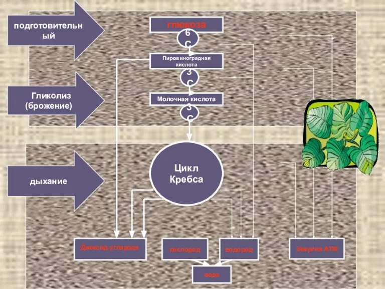 глюкоза Пировиноградная кислота Молочная кислота 6С 3С 3С Цикл Кребса Диоксид углерода