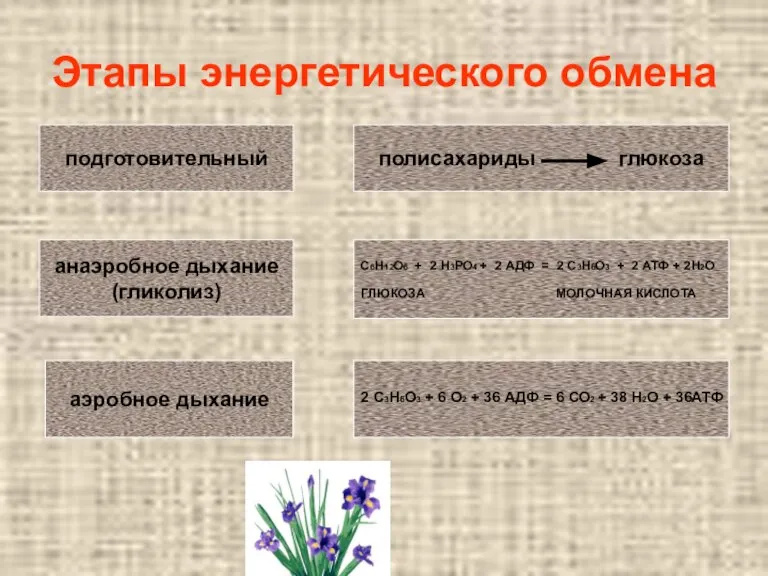 Этапы энергетического обмена полисахариды глюкоза подготовительный анаэробное дыхание (гликолиз) С6Н12О6 + 2