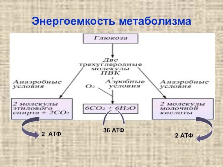 Энергоемкость метаболизма 2 АТФ 2 АТФ 36 АТФ