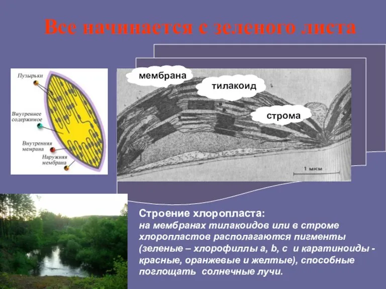 Строение хлоропласта: на мембранах тилакоидов или в строме хлоропластов располагаются пигменты (зеленые