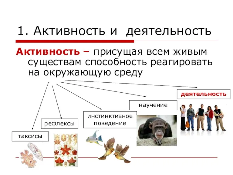 1. Активность и деятельность Активность – присущая всем живым существам способность реагировать