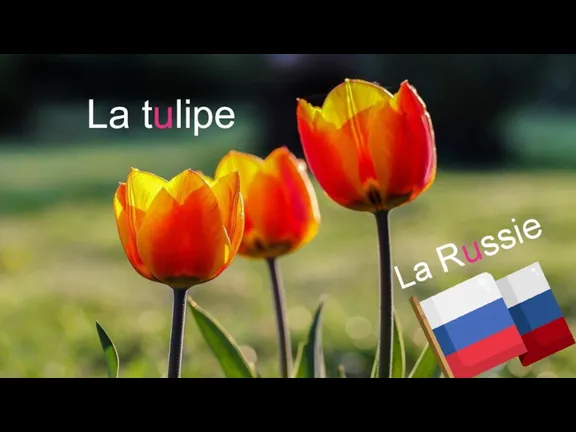 La tulipe La Russie