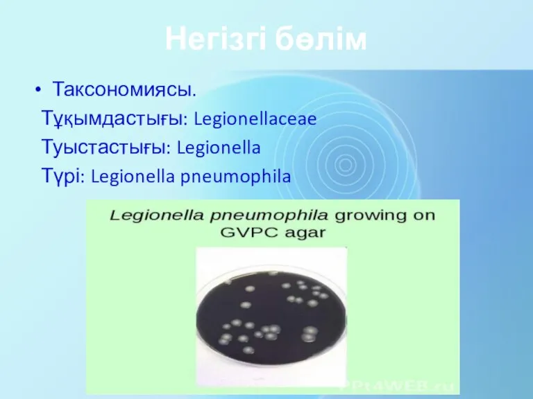 Негізгі бөлім Таксономиясы. Тұқымдастығы: Legionellaceae Туыстастығы: Legionella Түрі: Legionella pneumophila