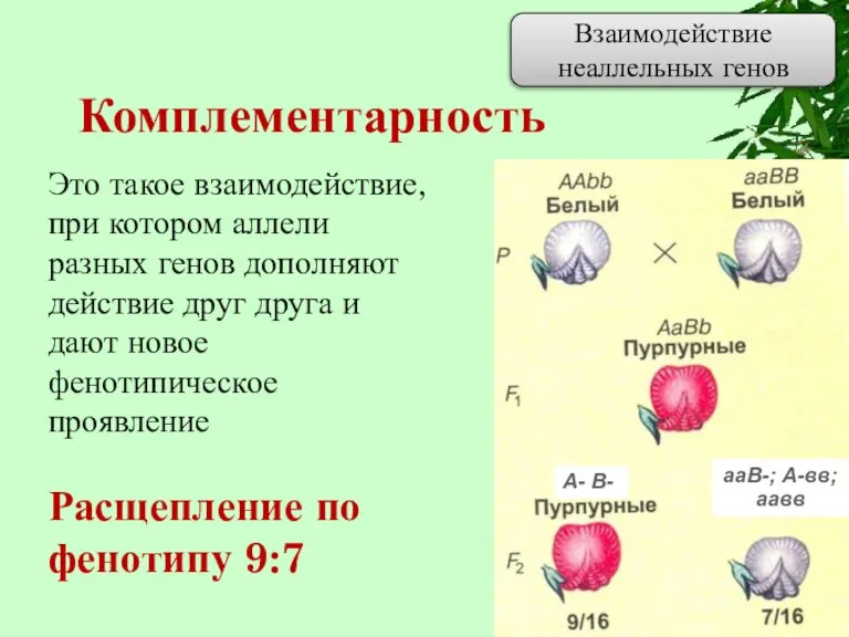 Комплементарность Взаимодействие неаллельных генов Это такое взаимодействие, при котором аллели разных генов