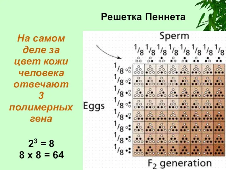 Решетка Пеннета На самом деле за цвет кожи человека отвечают 3 полимерных