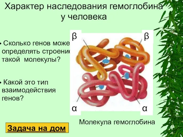 Сколько генов может определять строение такой молекулы? Какой это тип взаимодействия генов?