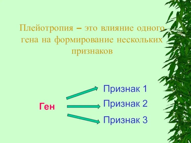 Плейотропия – это влияние одного гена на формирование нескольких признаков