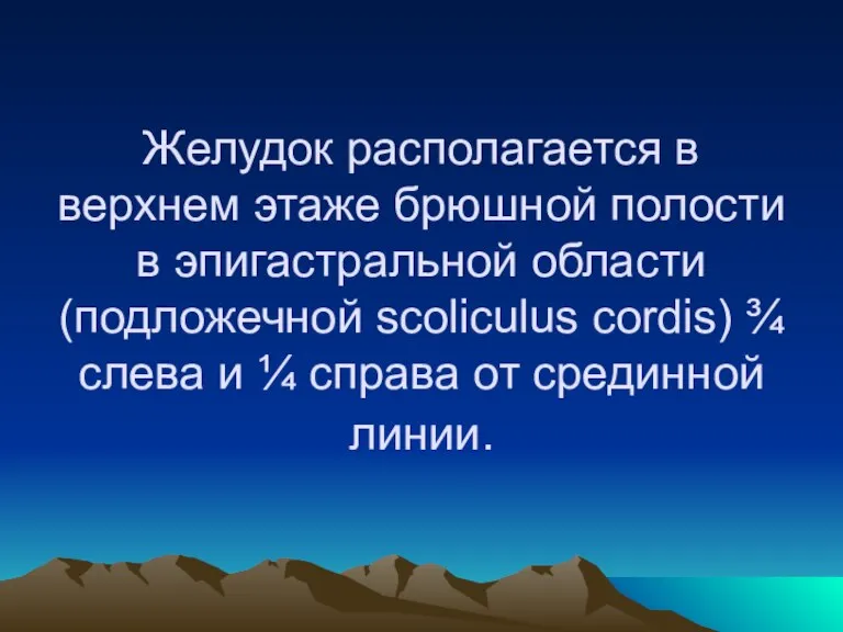 Желудок располагается в верхнем этаже брюшной полости в эпигастральной области (подложечной scoliculus