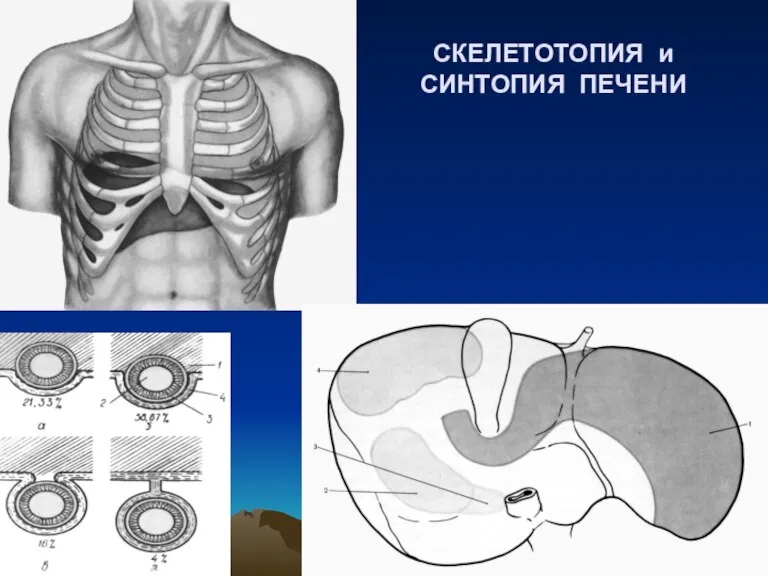 СКЕЛЕТОТОПИЯ и СИНТОПИЯ ПЕЧЕНИ