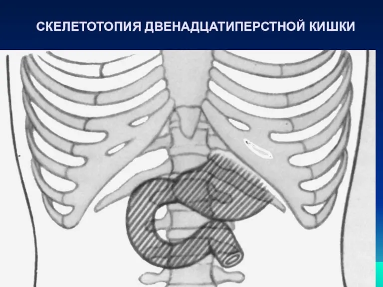 СКЕЛЕТОТОПИЯ ДВЕНАДЦАТИПЕРСТНОЙ КИШКИ