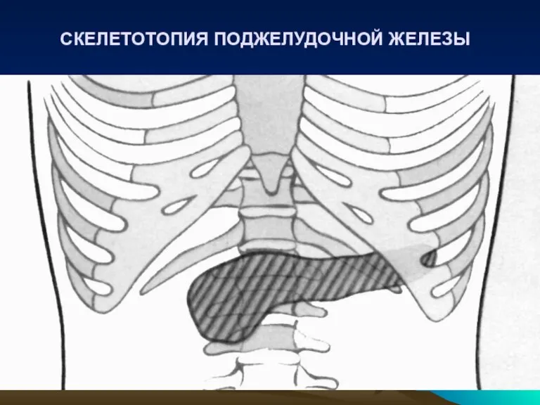 СКЕЛЕТОТОПИЯ ПОДЖЕЛУДОЧНОЙ ЖЕЛЕЗЫ