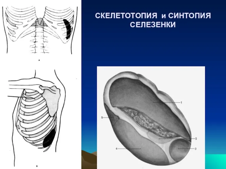 СКЕЛЕТОТОПИЯ и СИНТОПИЯ СЕЛЕЗЕНКИ