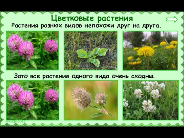 Растения разных видов непохожи друг на друга. Цветковые растения Зато все растения одного вида очень сходны.