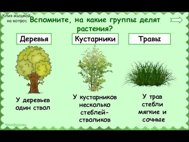 Вспомните, на какие группы делят растения? Деревья Кустарники Травы Клик мышкой на