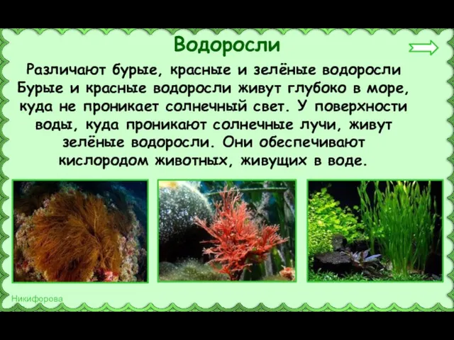 Различают бурые, красные и зелёные водоросли Бурые и красные водоросли живут глубоко