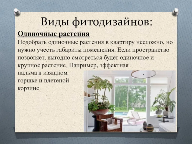 Виды фитодизайнов: Одиночные растения Подобрать одиночные растения в квартиру несложно, но нужно