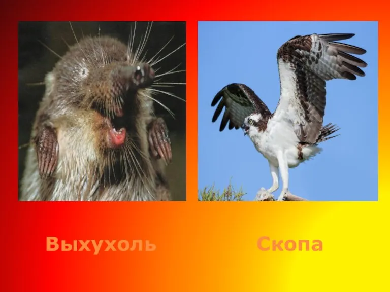 Выхухоль Скопа