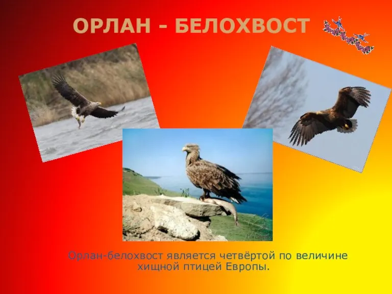 Орлан-белохвост является четвёртой по величине хищной птицей Европы. ОРЛАН - БЕЛОХВОСТ