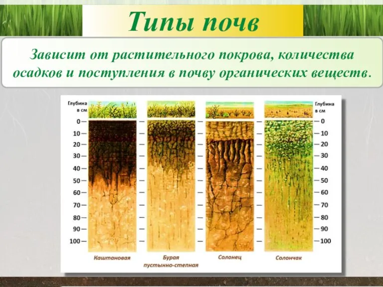 Типы почв Зависит от растительного покрова, количества осадков и поступления в почву органических веществ.