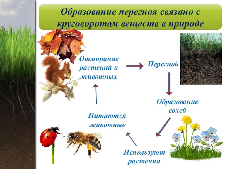 Образование перегноя связано с круговоротом веществ в природе Отмирание растений и животных