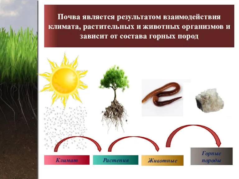 Почва является результатом взаимодействия климата, растительных и животных организмов и зависит от