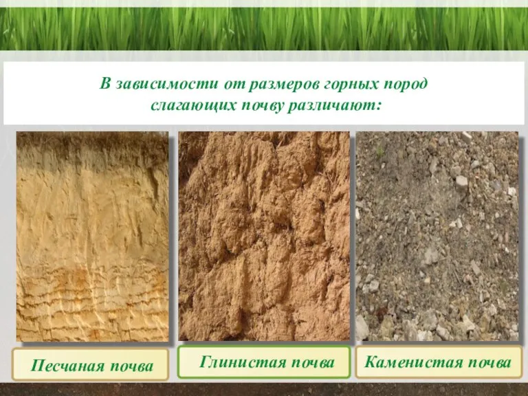 В зависимости от размеров горных пород слагающих почву различают: Песчаная почва Глинистая почва Каменистая почва