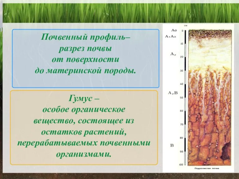 Гумус – особое органическое вещество, состоящее из остатков растений, перерабатываемых почвенными организмами.