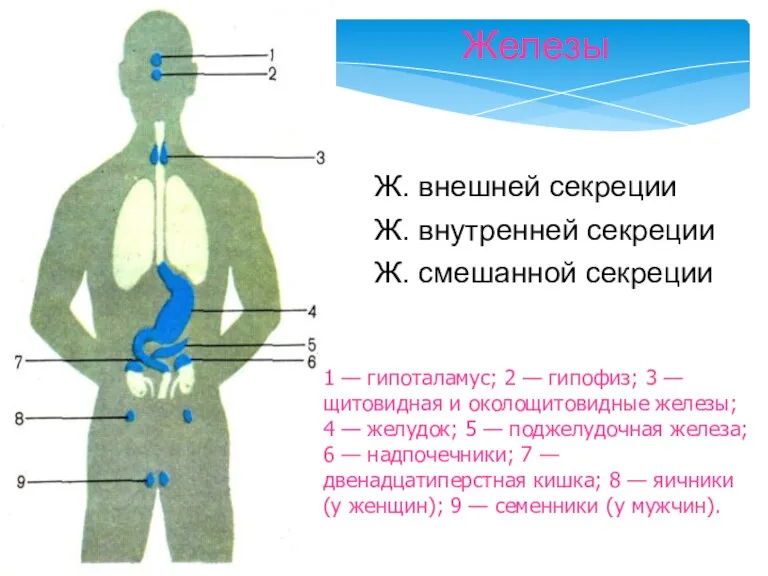 Железы Ж. внешней секреции Ж. внутренней секреции Ж. смешанной секреции 1 —