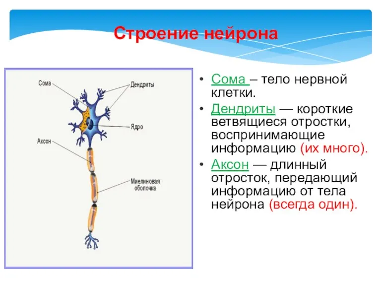 Строение нейрона Сома – тело нервной клетки. Дендриты — короткие ветвящиеся отростки,