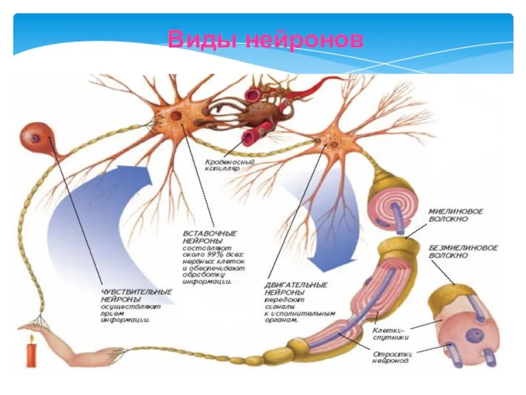 Виды нейронов