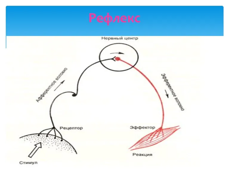 Рефлекс