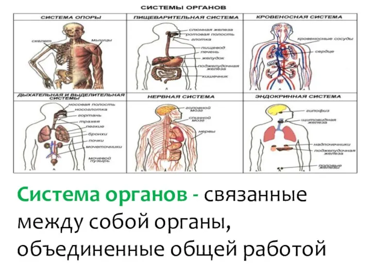 Система органов - связанные между собой органы, объединенные общей работой