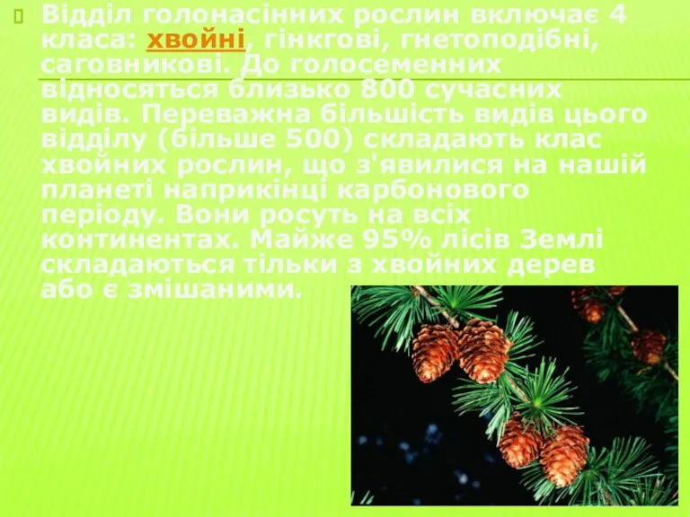 Відділ голонасінних рослин включає 4 класа: хвойні, гінкгові, гнетоподібні, саговникові. До голосеменних