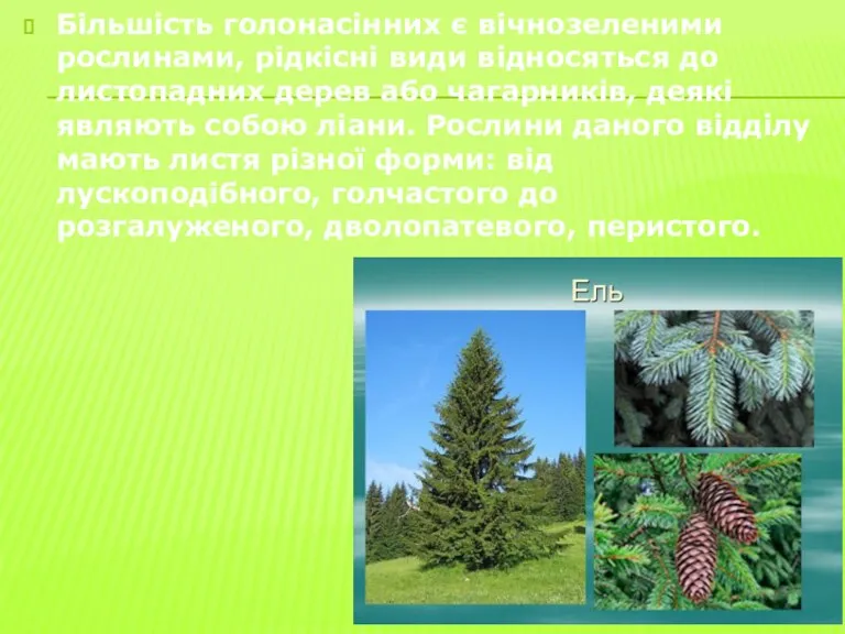 Більшість голонасінних є вічнозеленими рослинами, рідкісні види відносяться до листопадних дерев або