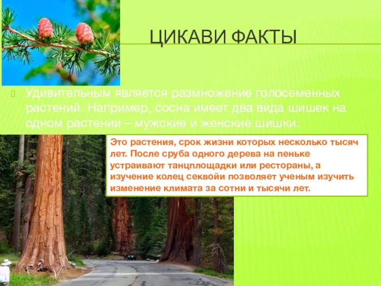 ЦИКАВИ ФАКТЫ Удивительным является размножение голосеменных растений. Например, сосна имеет два вида