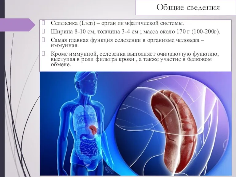 Общие сведения Селезенка (Lien) – орган лимфатической системы. Ширина 8-10 см, толщина