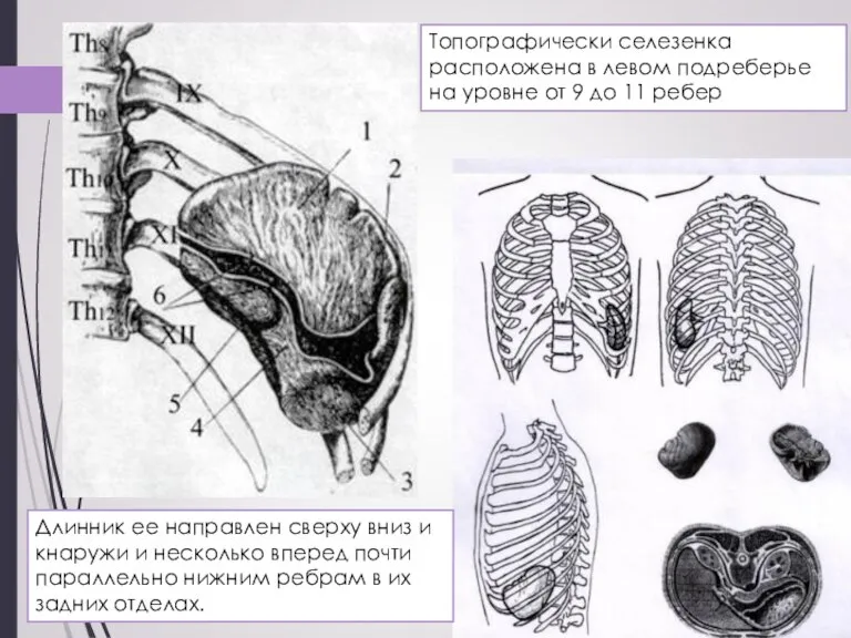 Топографически селезенка расположена в левом подреберье на уровне от 9 до 11