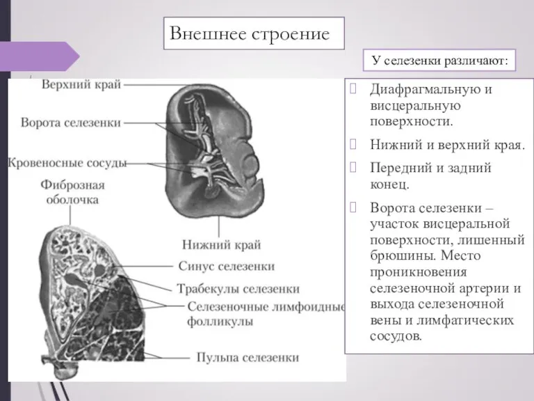 Внешнее строение Диафрагмальную и висцеральную поверхности. Нижний и верхний края. Передний и